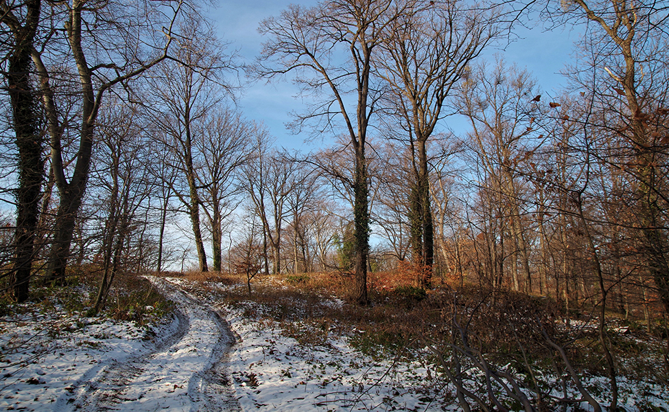 Fruška gora, put ka vidikovcu i šume