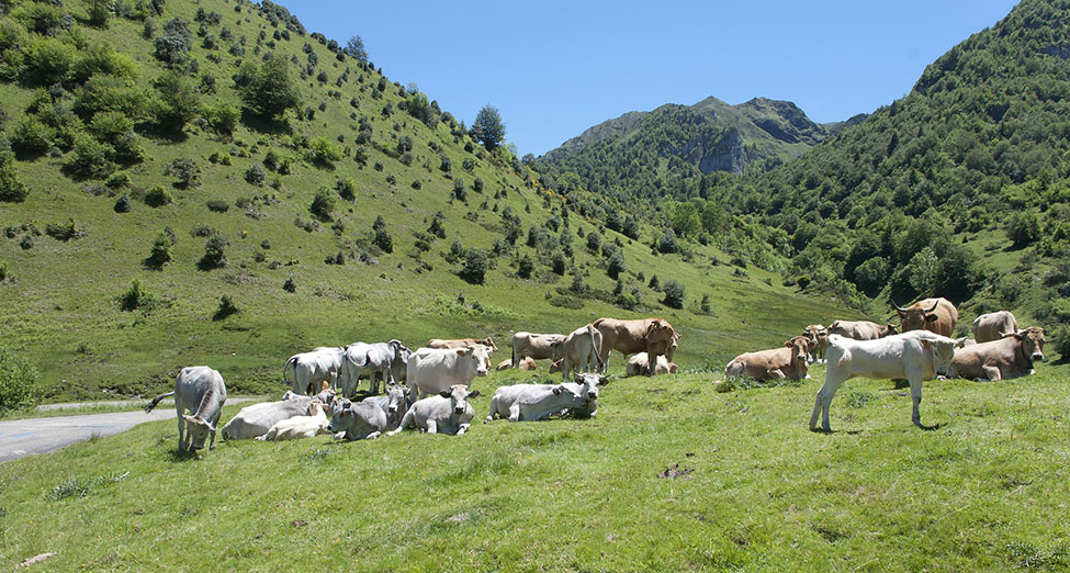 Village in the French Alps with cows