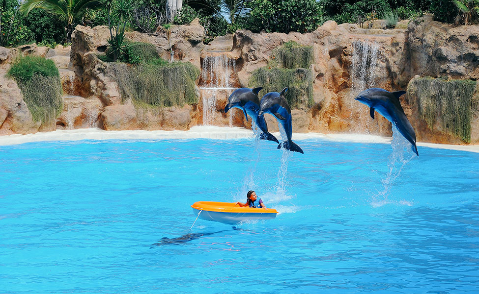 Swimming with dolphins