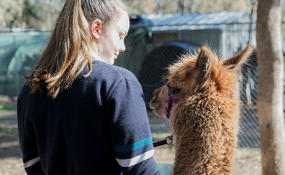 A girl walking with her alpaca