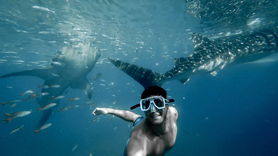 Swimming with sharks in Mauritius