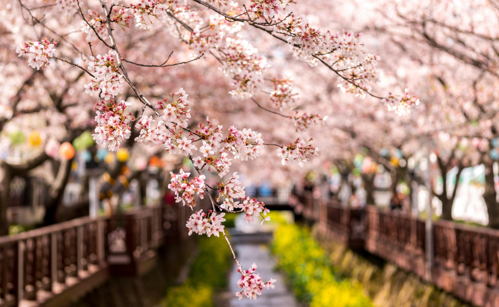 Cherry blossom wine dangles over a creek 