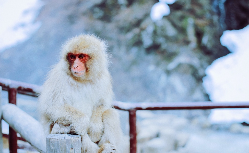 wild snow monkey on a hot spring