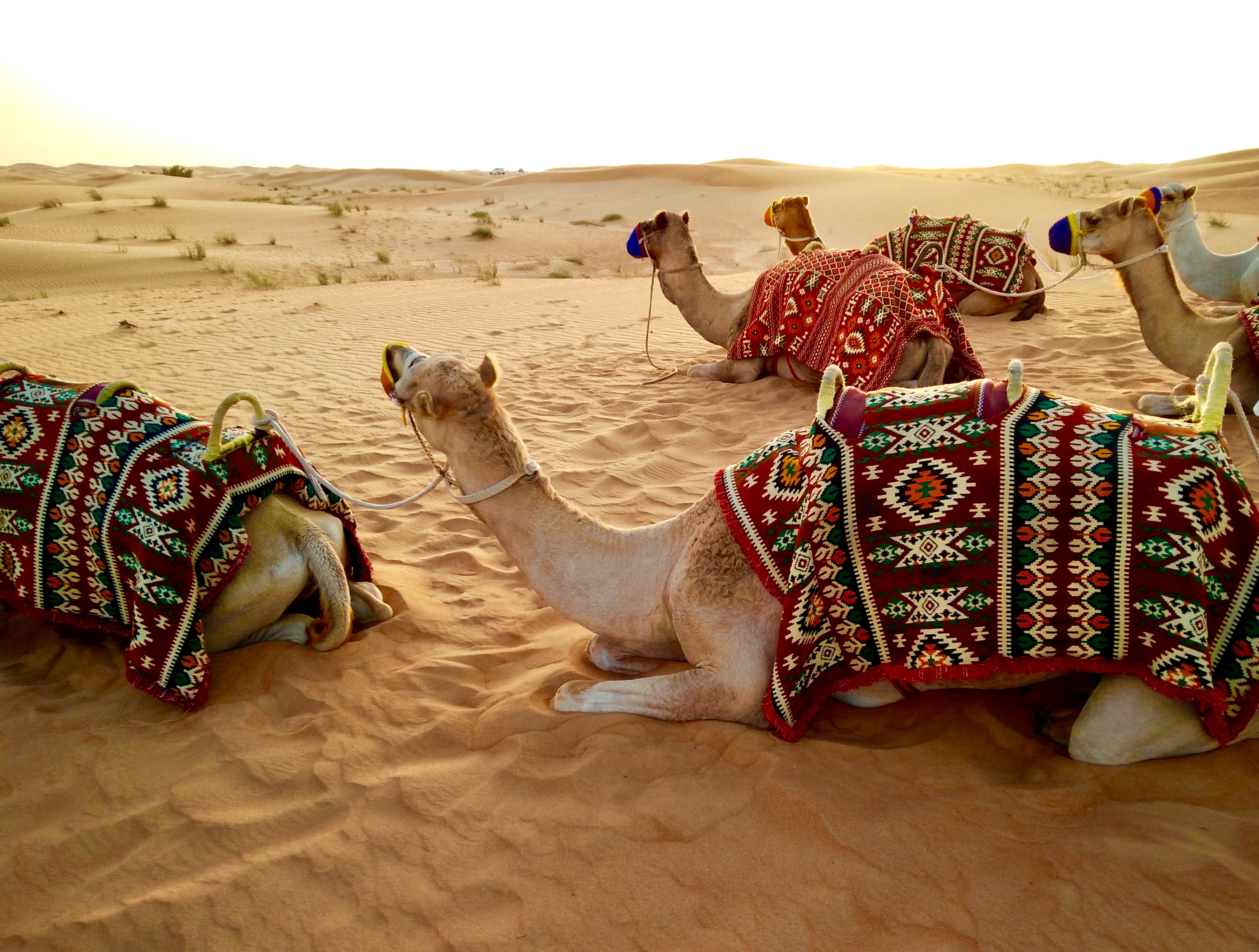 camels in a desert 