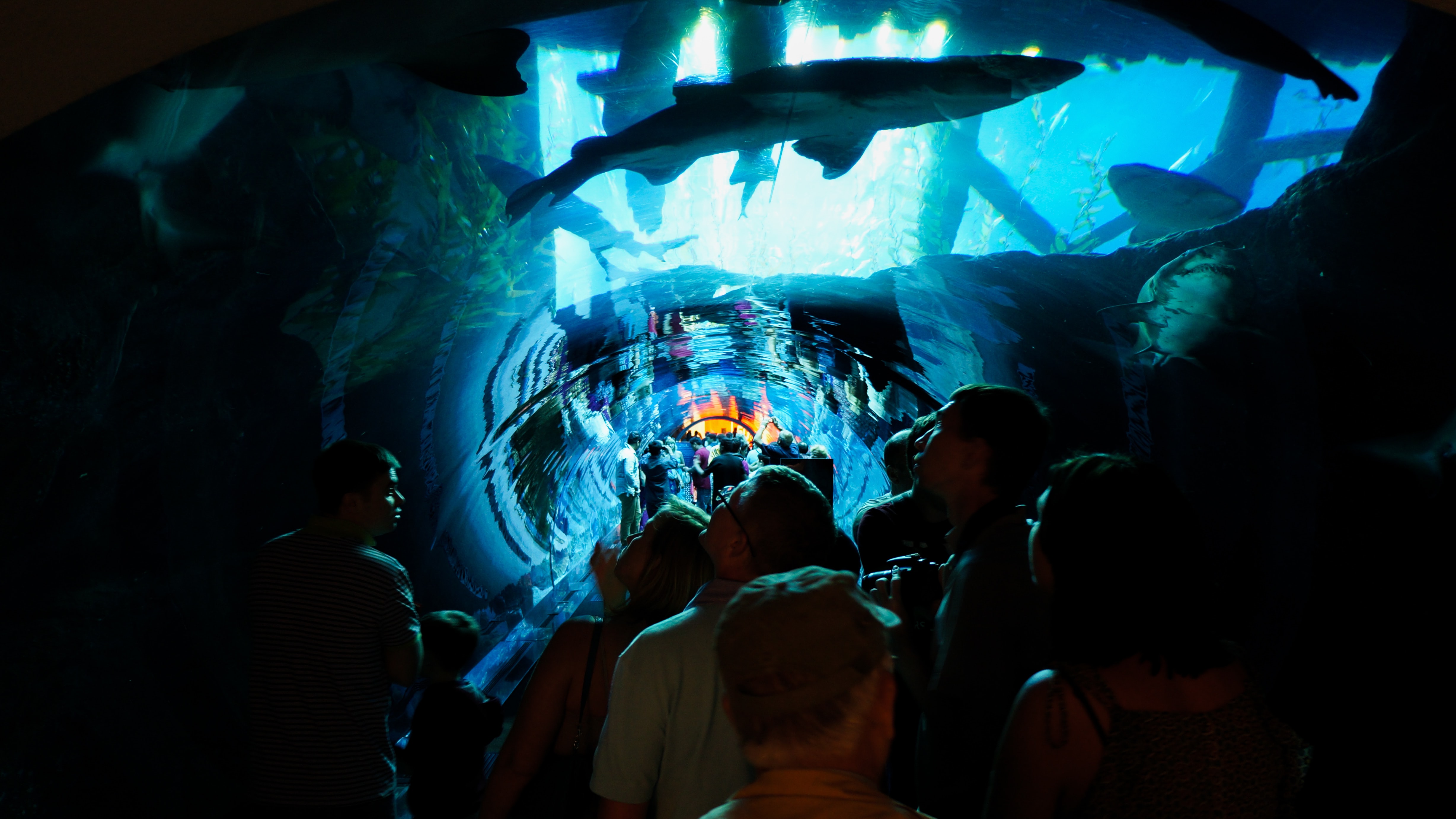 people looking at sharks in Dubai Aquarium 