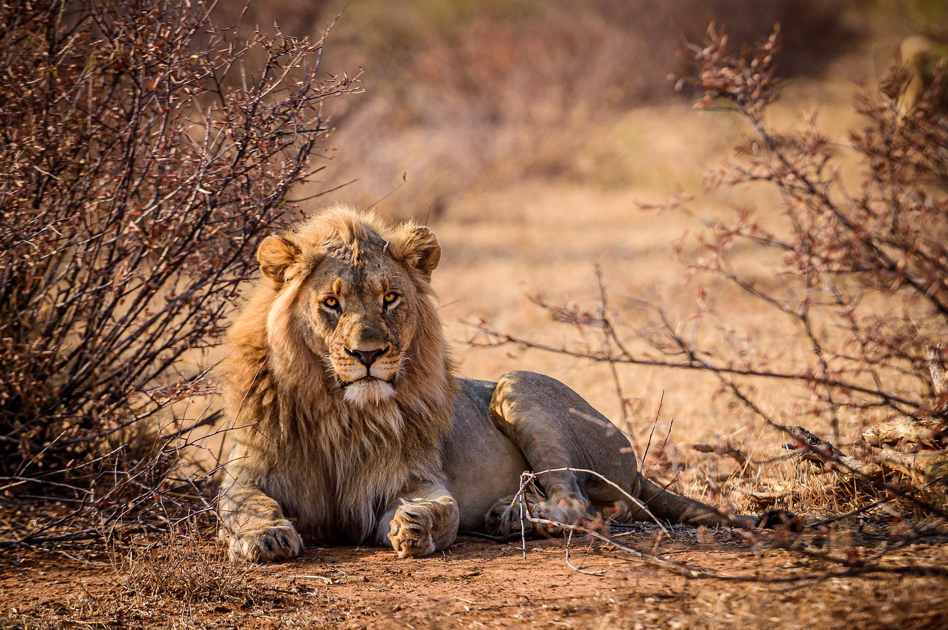 lion resting in the grass