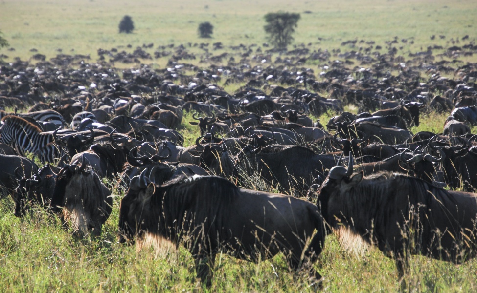 Bulls and zebras feeding during migration 