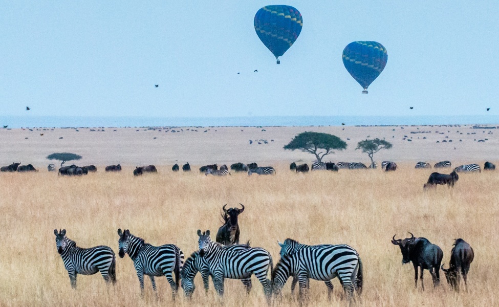 Zebras and bulls in the Tanzania filed overlooked by a balloon 