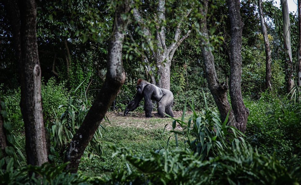 Gorilla walking through a tropical jungle 