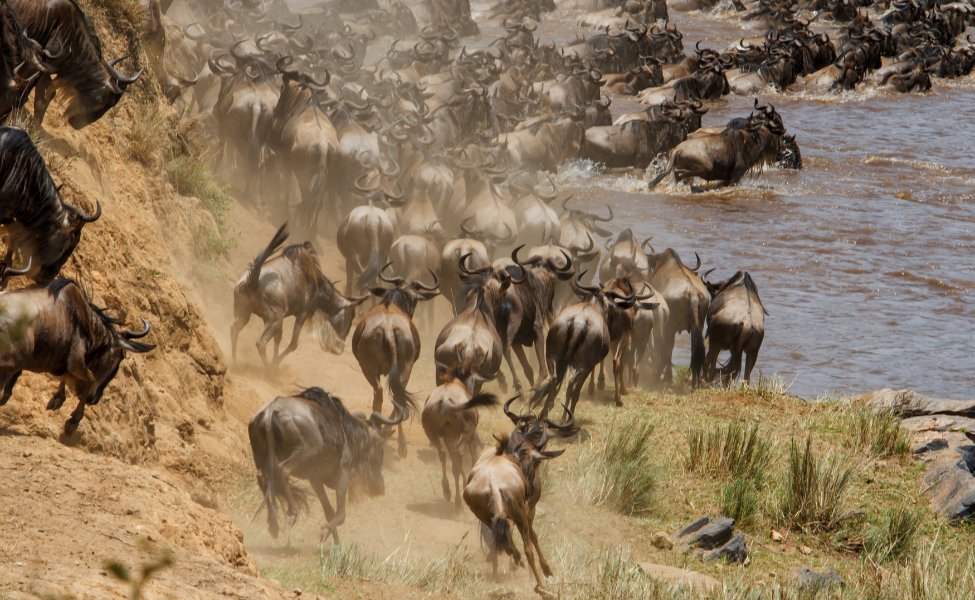 Animals running to the water 