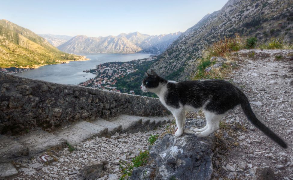 Cat in Kotor, Montenegro 