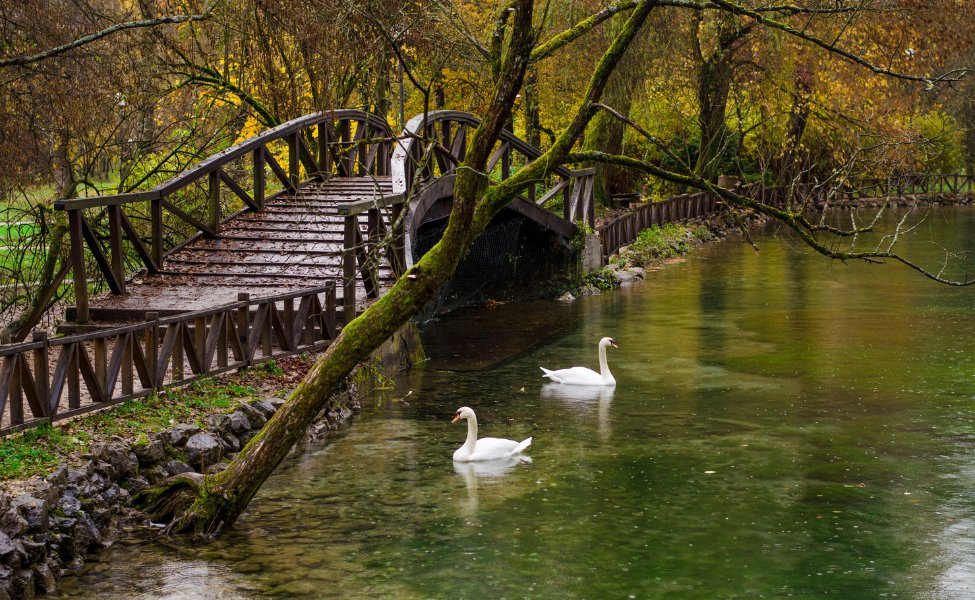 Swans and a wooden bridge in a spring in Bosnia 