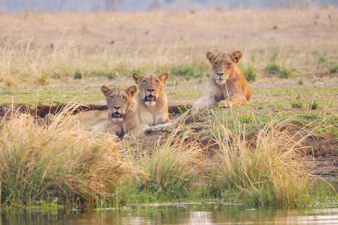 Zambia