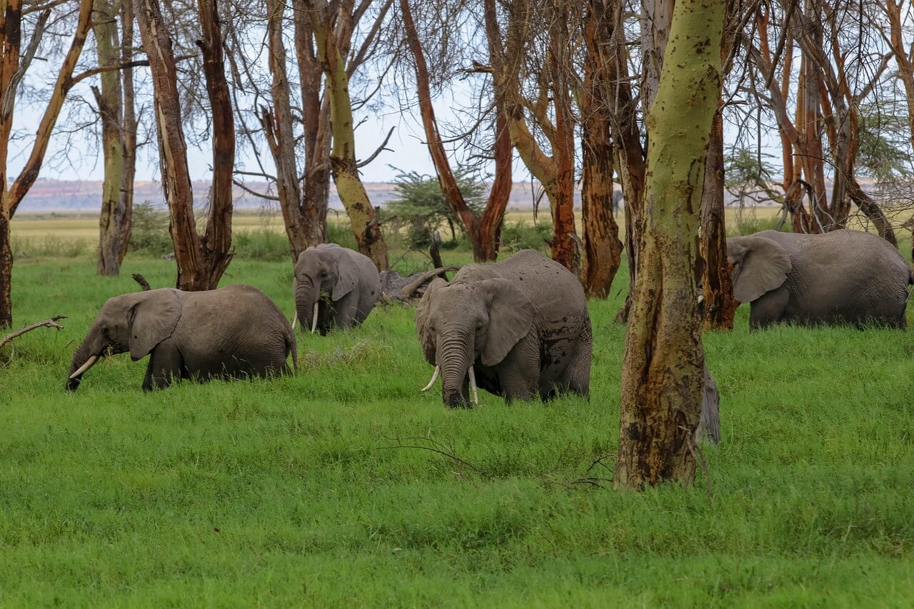 Amboseli National Park