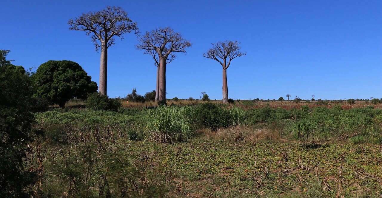 Morondava