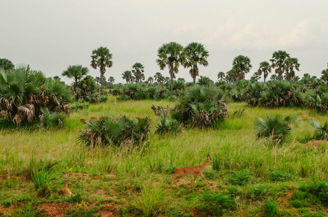 Masindi