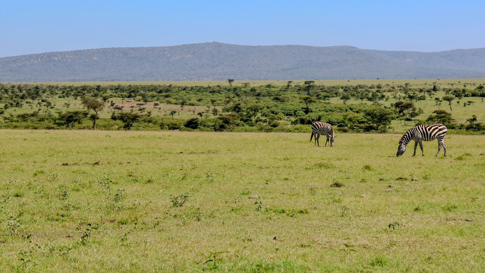Narok