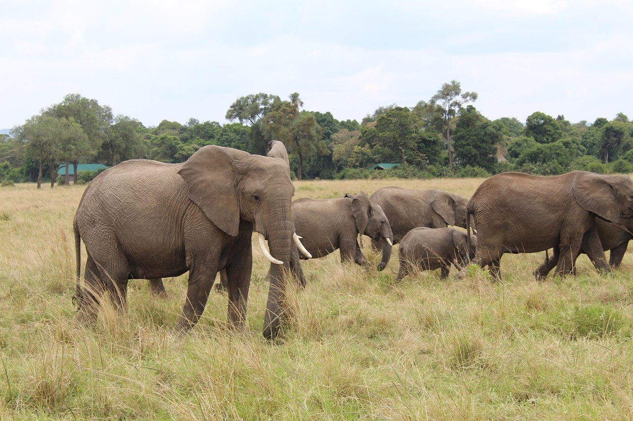 Maasai Mara National Reserve