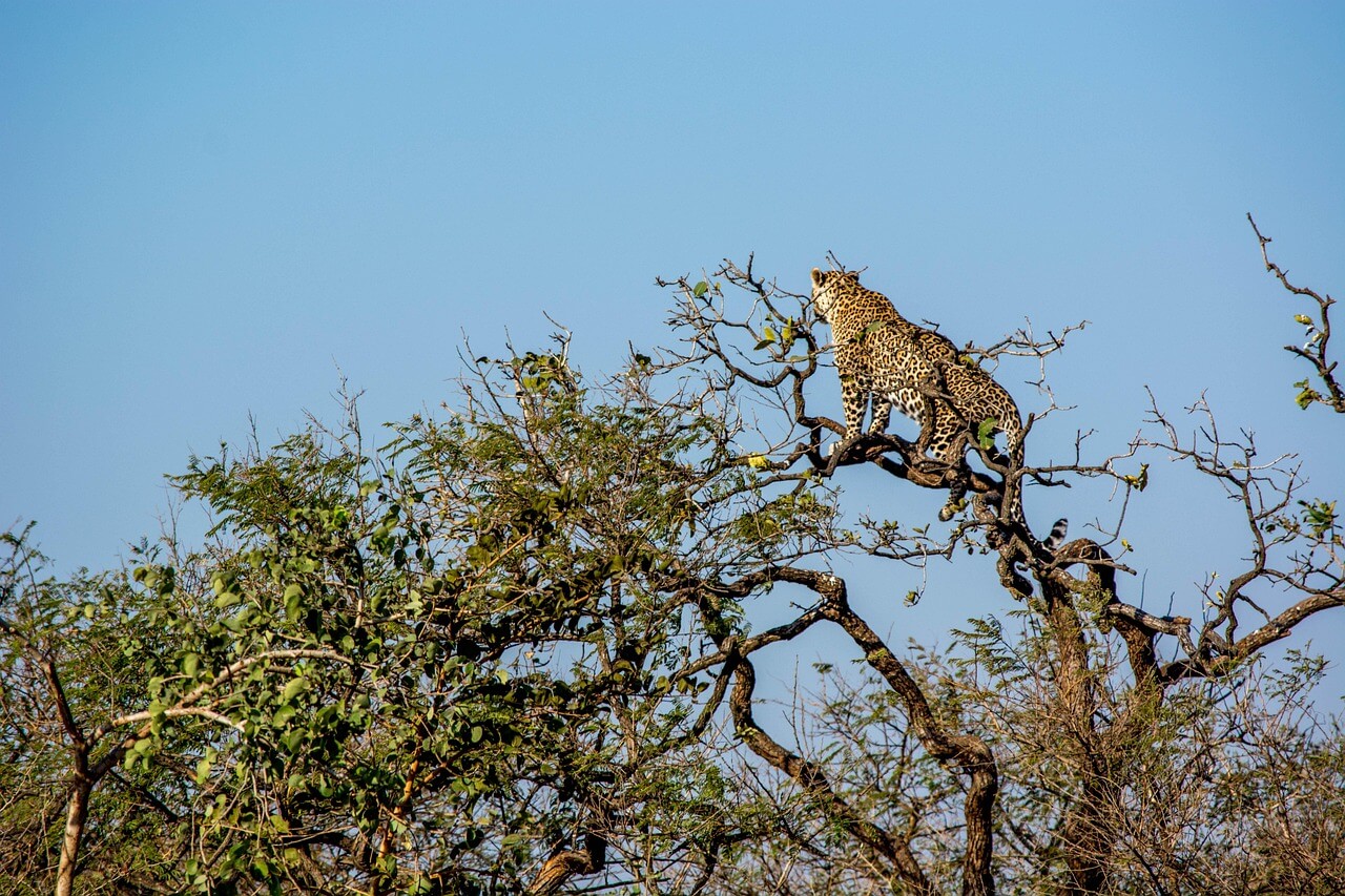 Sasan Gir