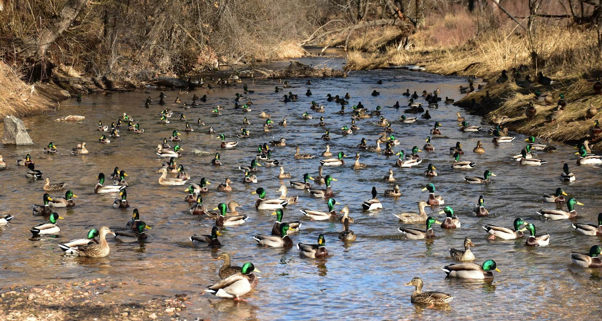 Duck Creek