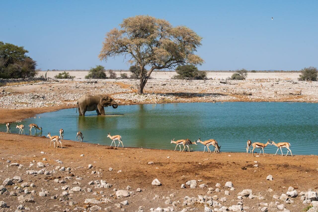 Etosha National Park