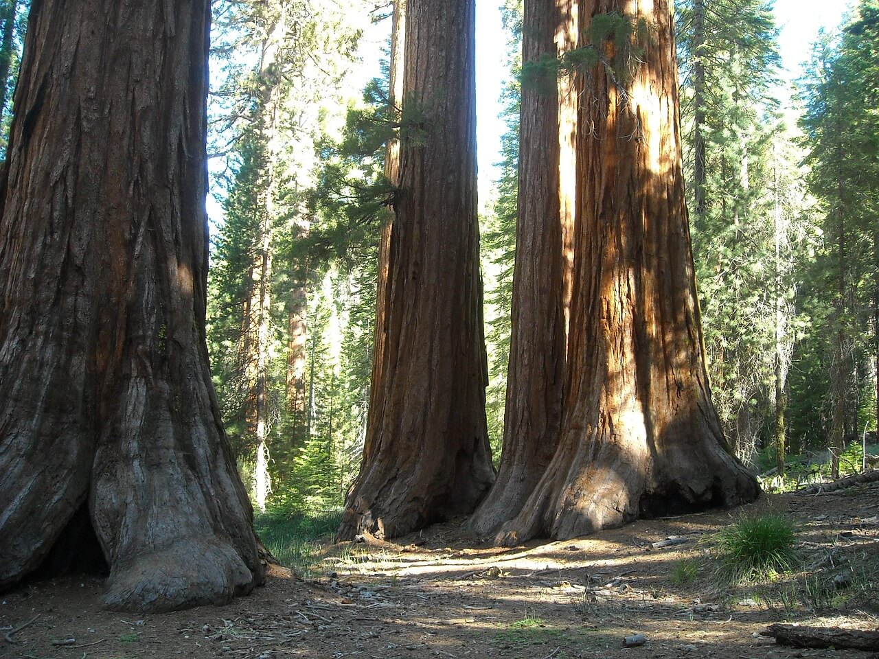 Sequoia and Kings Canyon National Park