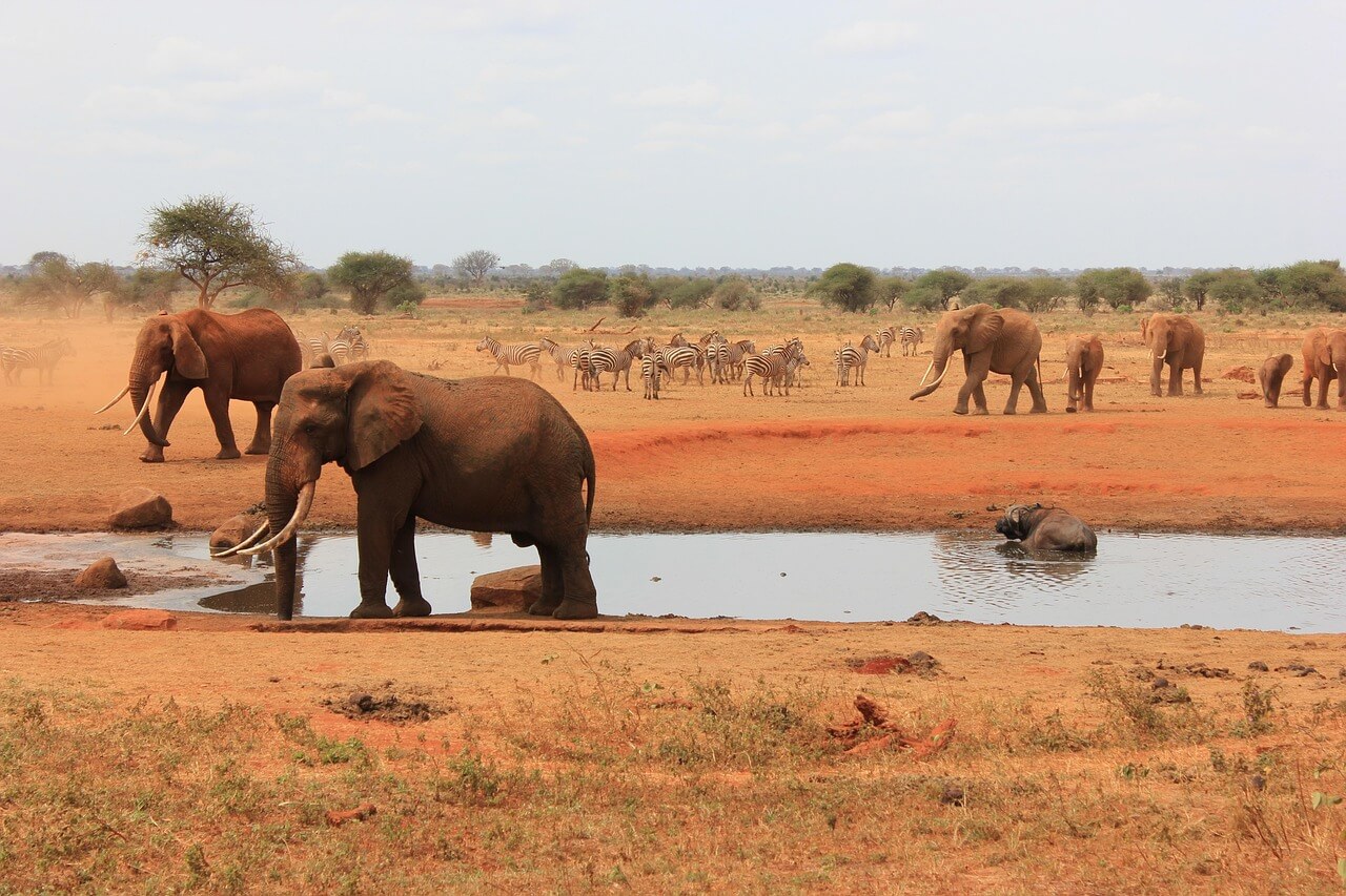 Tsavo National Park East