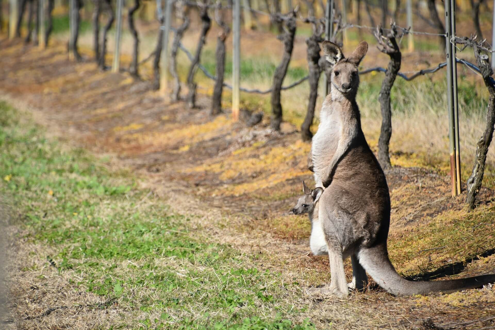 Hunter Valley
